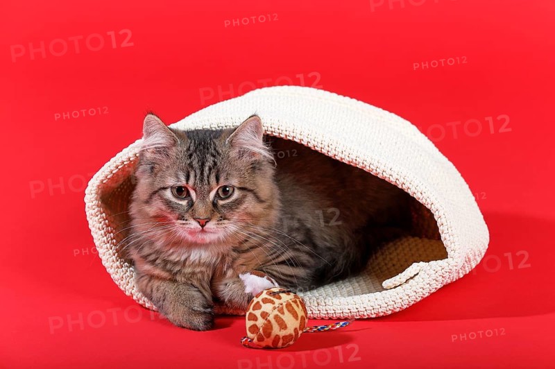 Maine Coon cat