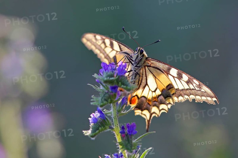Swallowtail