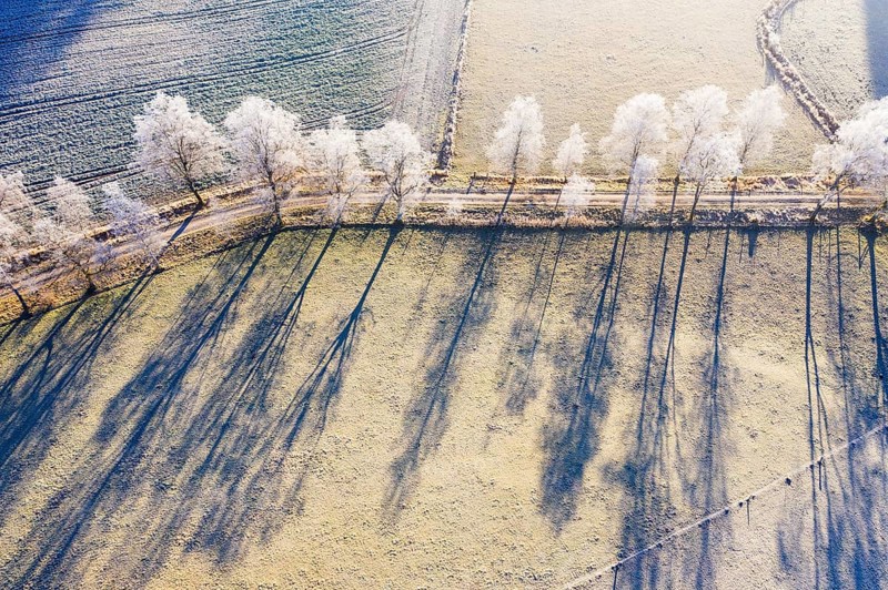 Field path through birch avenue with hoarfrost