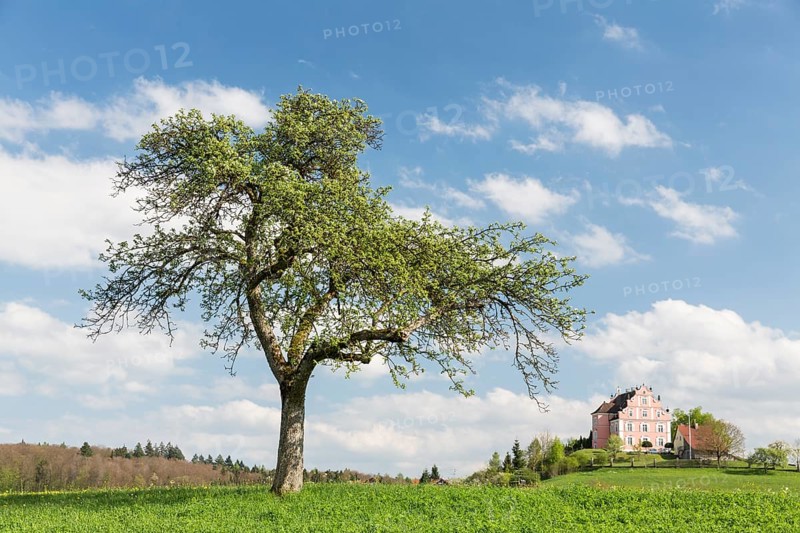 Spring on the Bodanrueck with Freudental Castle