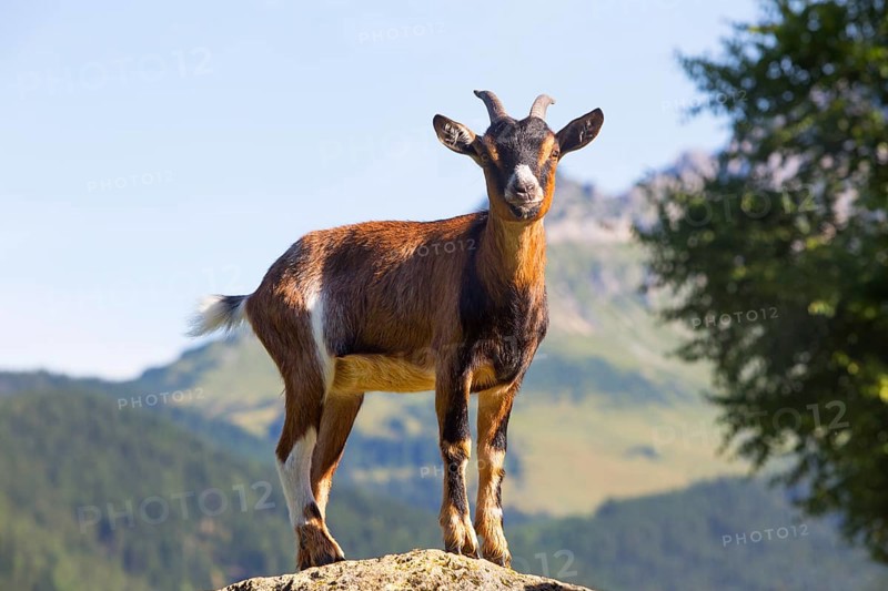 Domestic Goat
