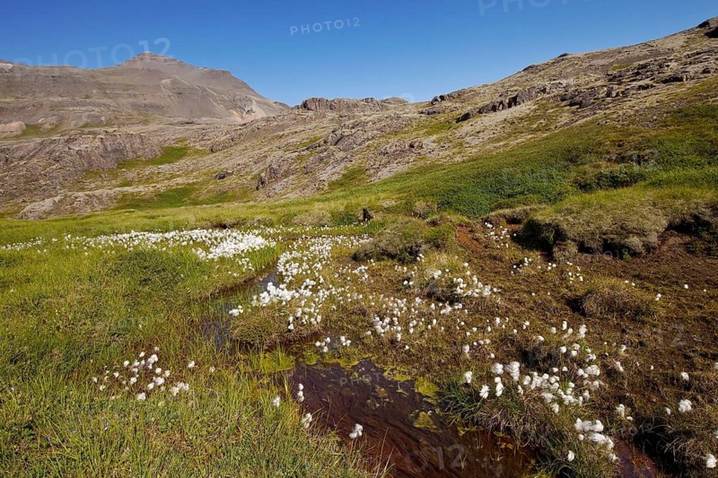 Mountainous landscape with cotton grass