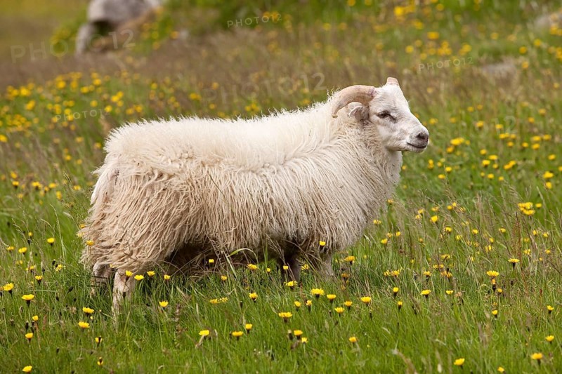 Sheep