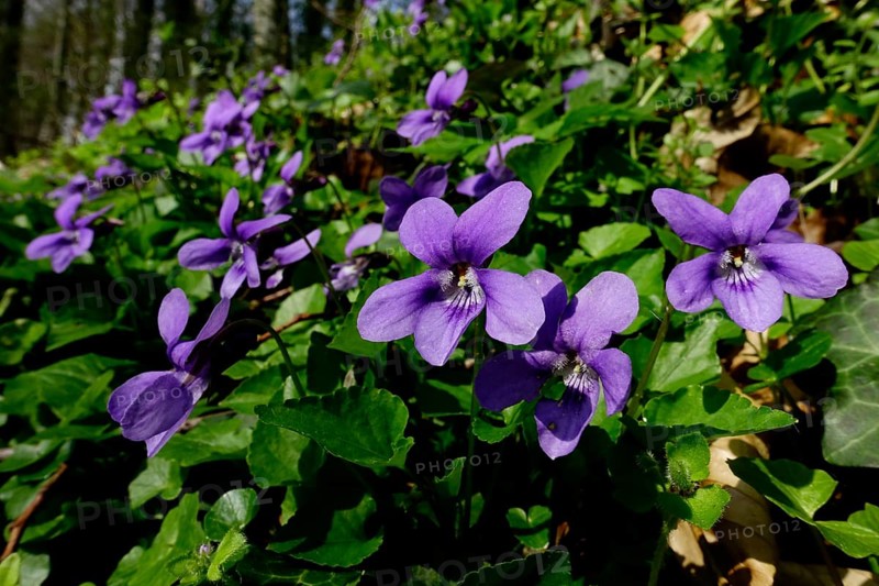 Early-dog violet