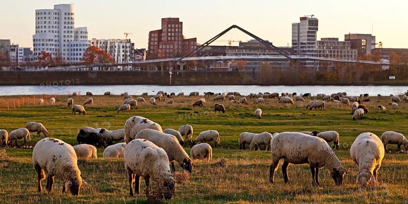 Sheep graze in the meadows on the banks of the Rhine in front of the Gehry buildings and the harbour bridge