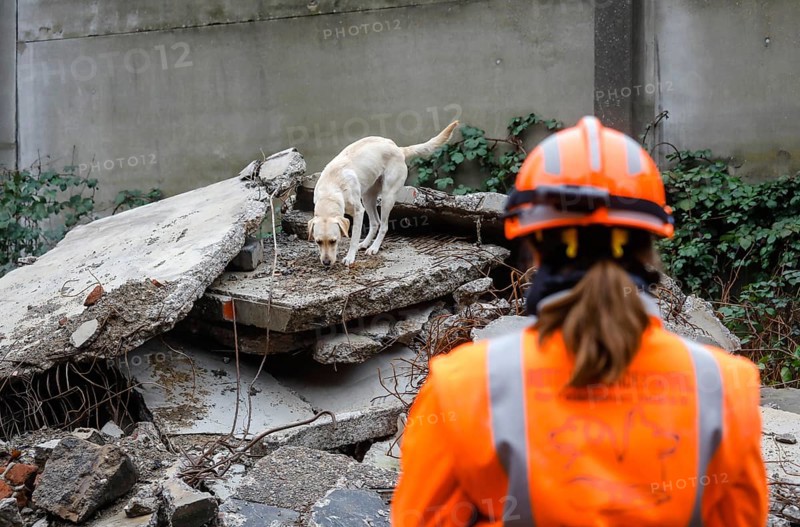 Rescue dog training