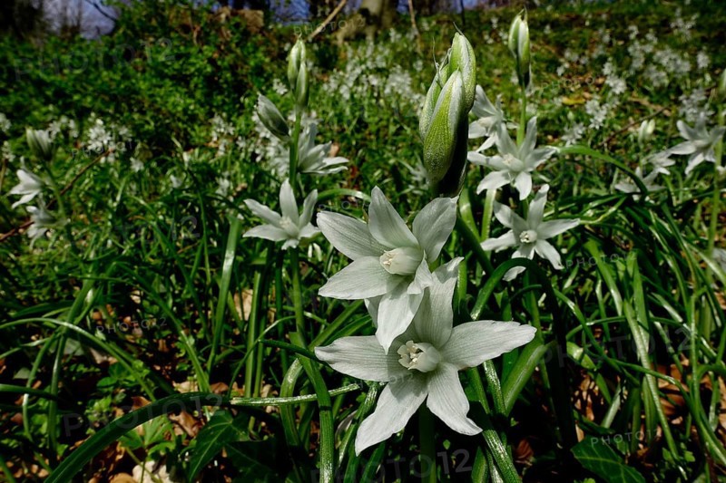 Drooping star of Bethlehem