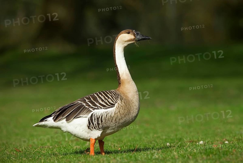 Swan goose