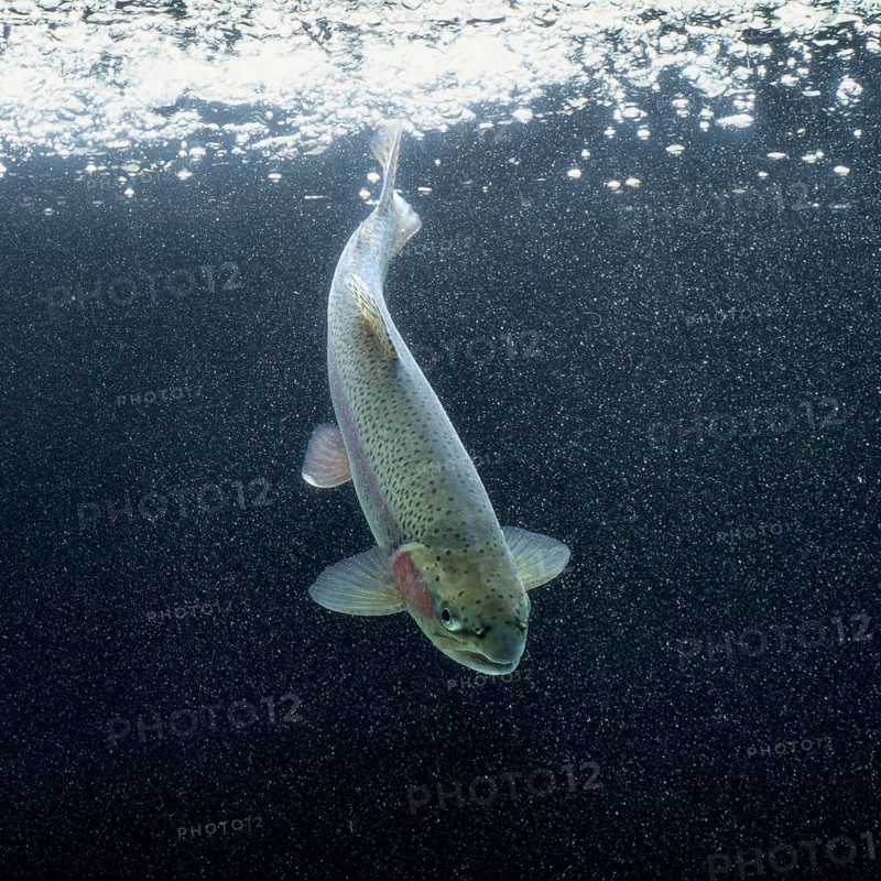 Rainbow trout