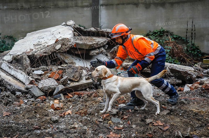 Rescue dog training