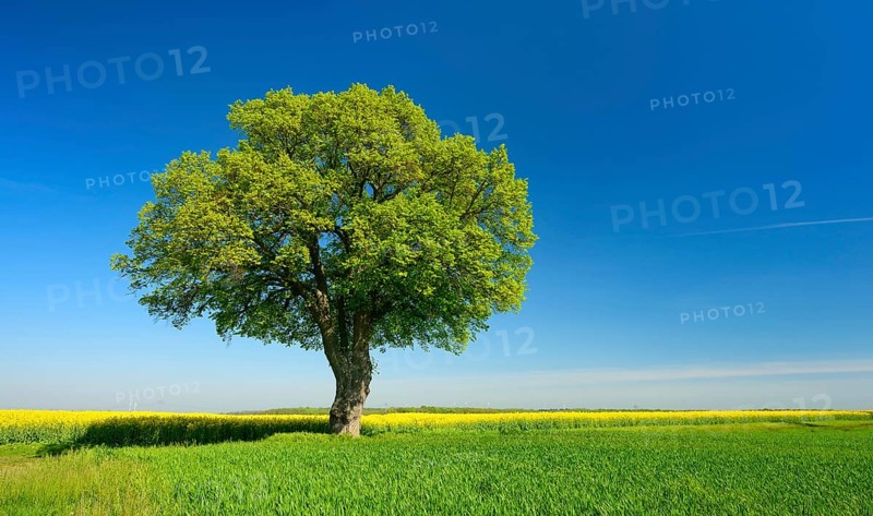 Cultural landscape in spring