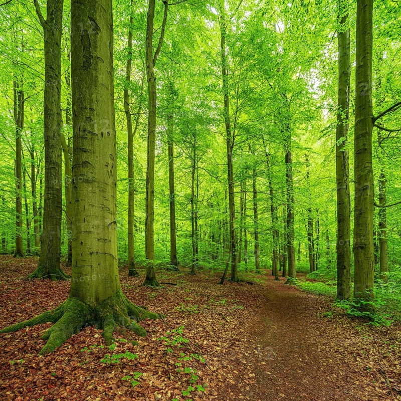 Hiking trail through old Beeches forest
