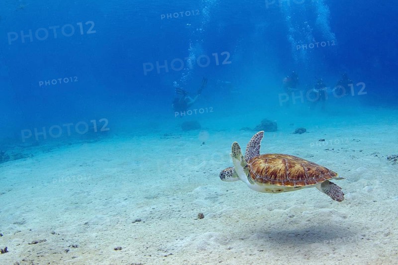 Green turtle