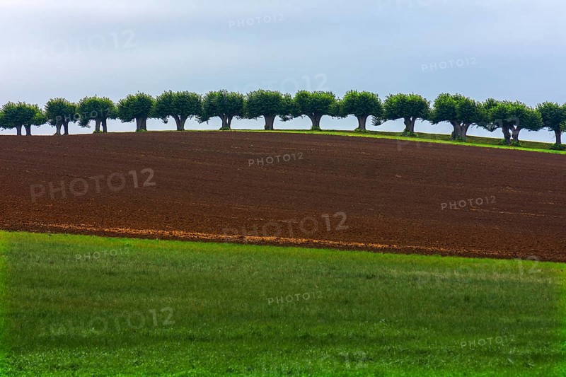 Dutch Lime Alley