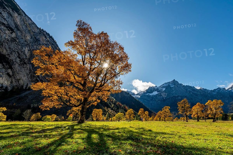 Autumnal Maple