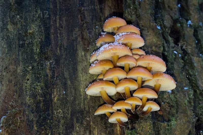 Golden needle mushrooms