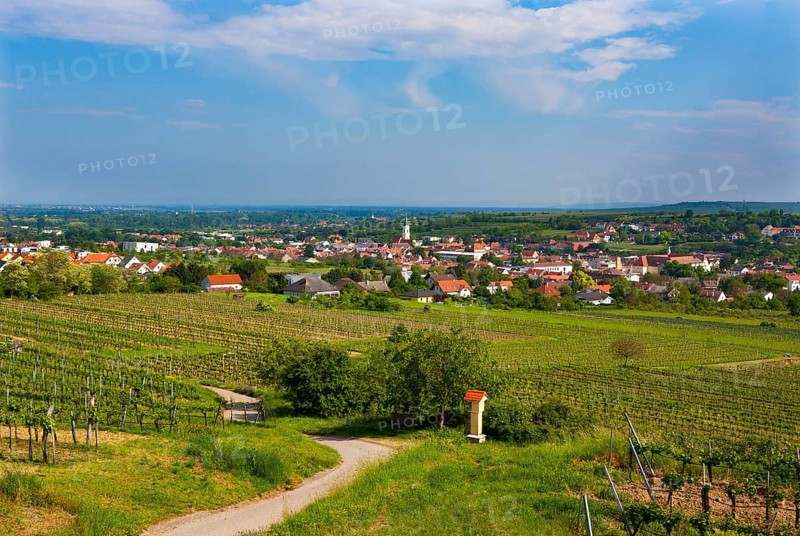 Vineyards