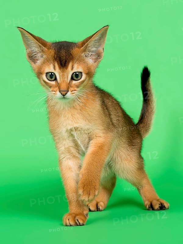 Abyssinian cat
