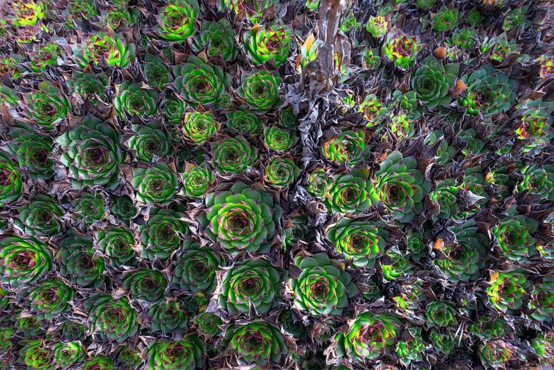 Common Houseleek