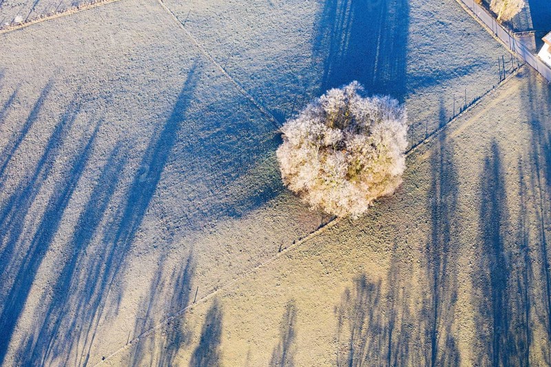 Group of trees with hoarfrost