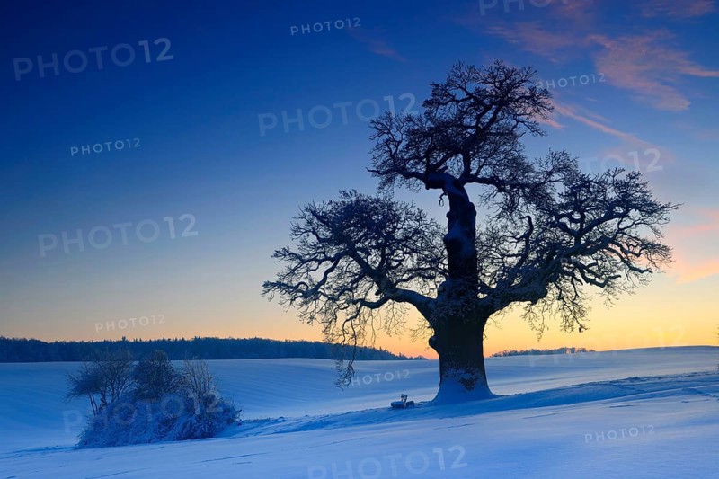 Winter landscape with solitary Oak