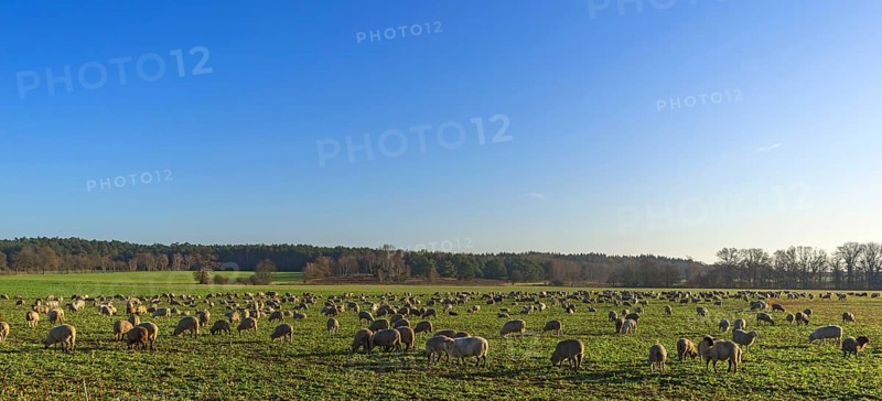 Sheep herd