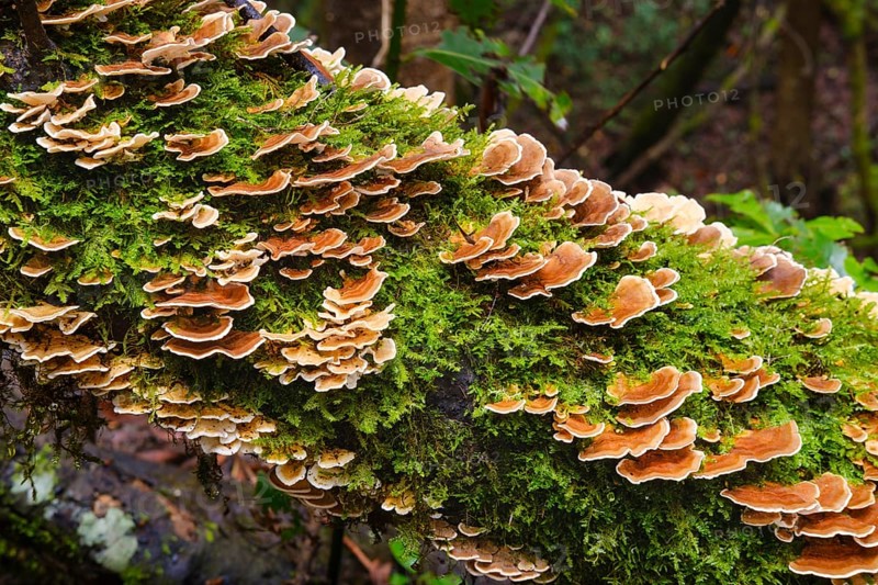 Unji mushroom