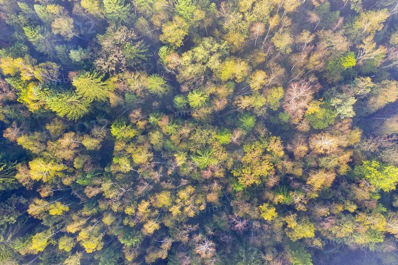 Autumnal mixed forest with birches and spruces from above