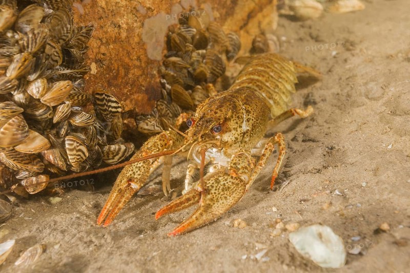 River crayfish