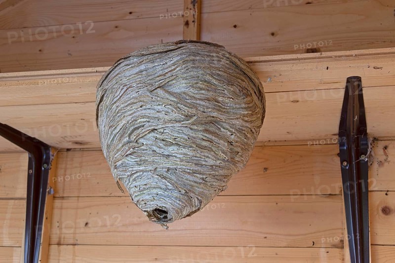 Wasps' nest hanging from a wooden ceiling