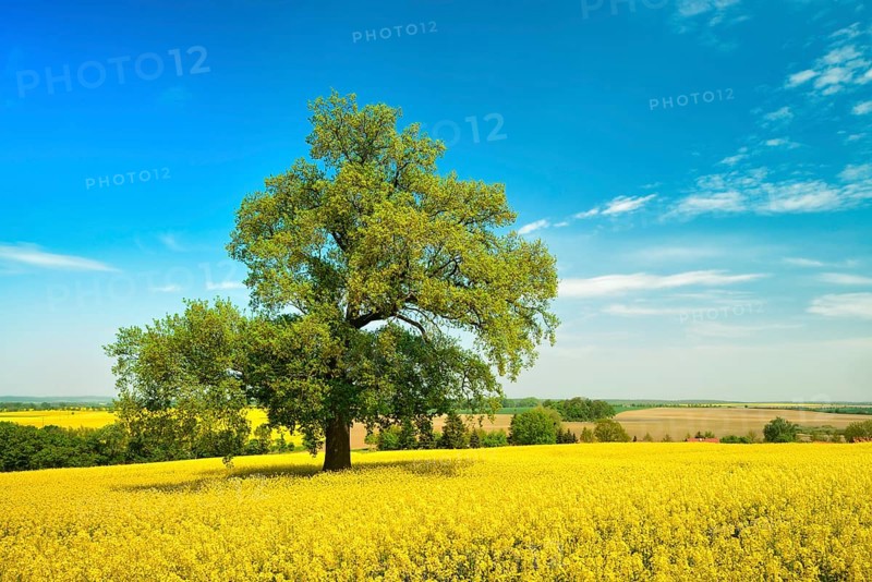 Solitary Oak
