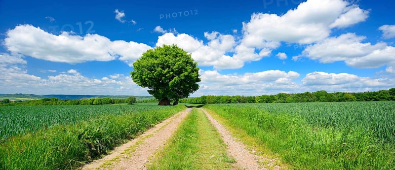 Large solitaires Oak