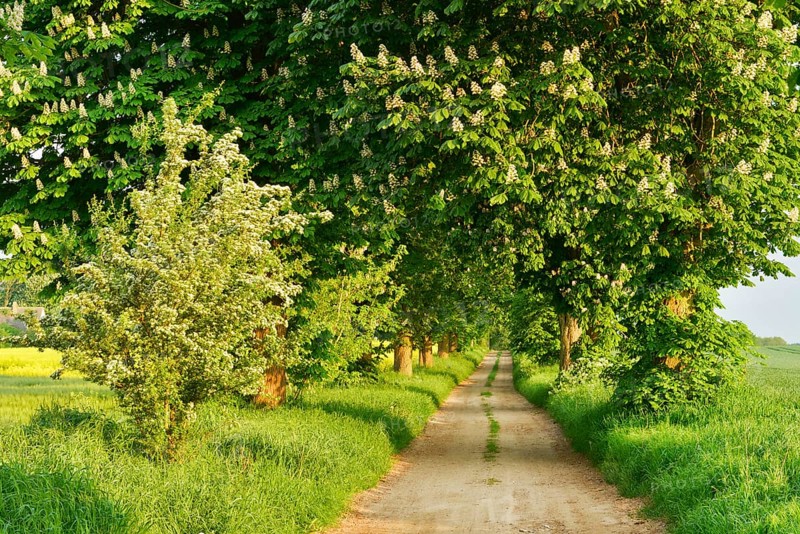 Field path through avenue with flowering Horse chestnuts