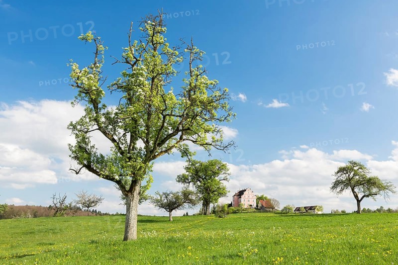 Spring on the Bodanrueck with Freudental Castle