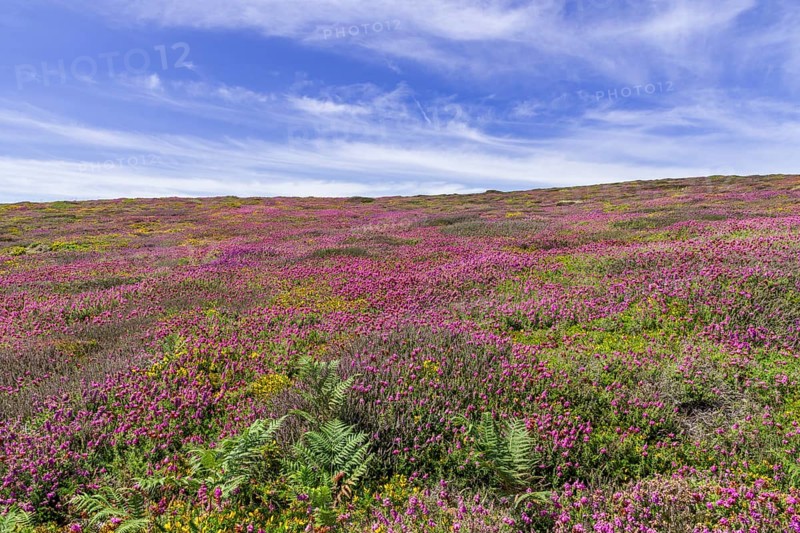 Flowering heather (Erica) at Cap de la Chevre