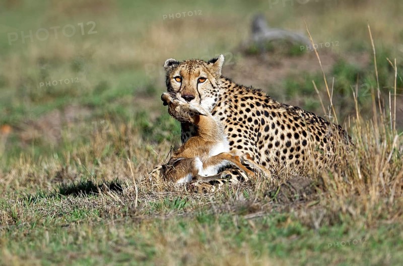 Female cheetah (Acinonyx jubatus) with a captured young Thomson gazelle