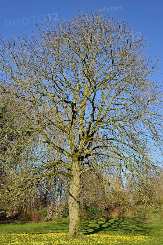 Horse chestnut (Aesculus)