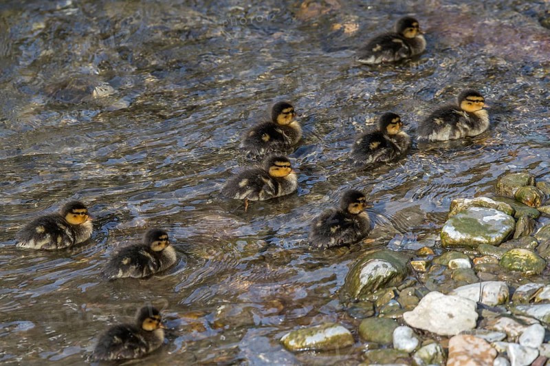 Mallards (Anas platyrhynchos)