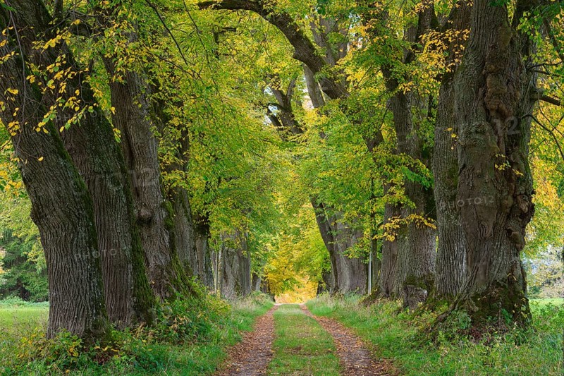 Kurfuerstenallee