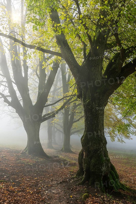 Large-leaved lindens (Tilia platyphyllos)