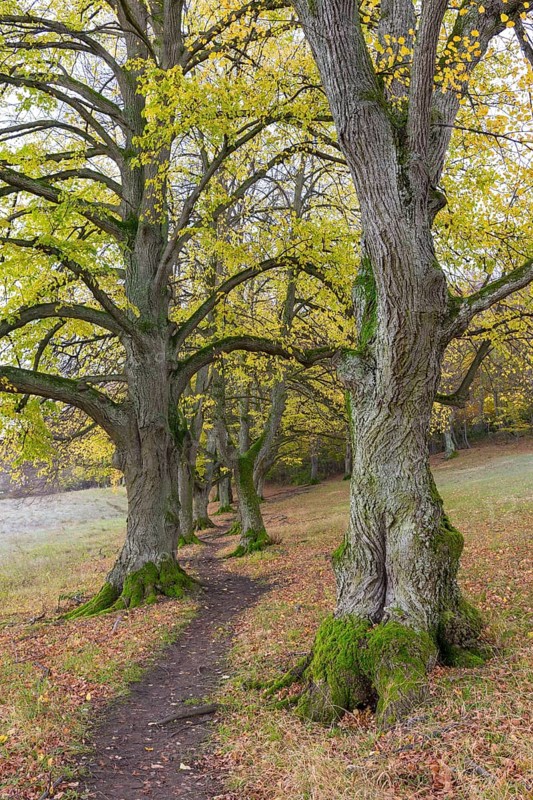 Large-leaved lindens (Tilia platyphyllos)