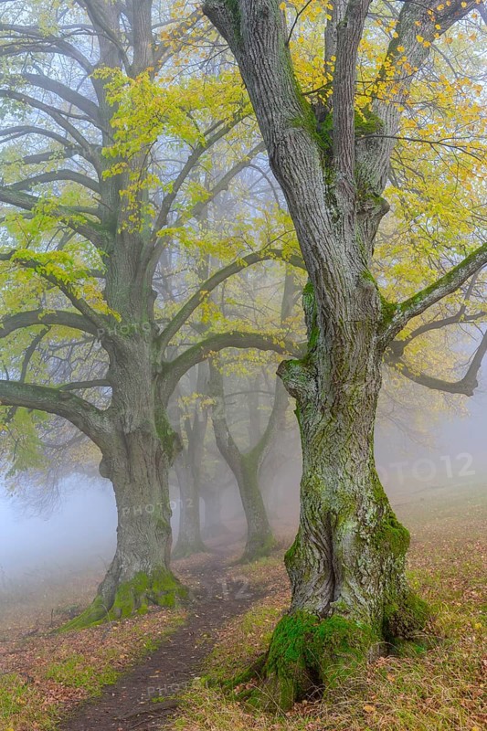Large-leaved lindens (Tilia platyphyllos)