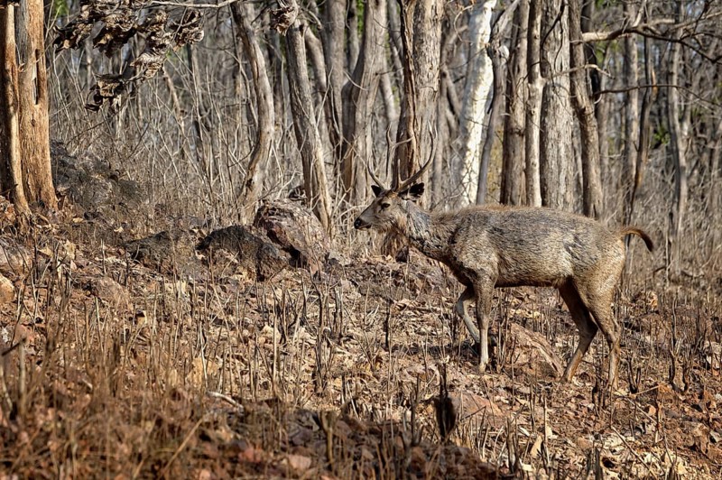 Sambar deer (Rusa unicolor)
