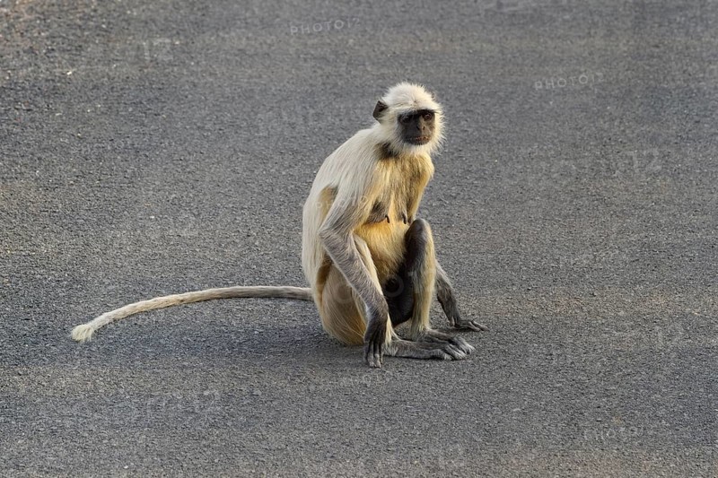 Northern plains gray langur (Semnopithecus entellus)