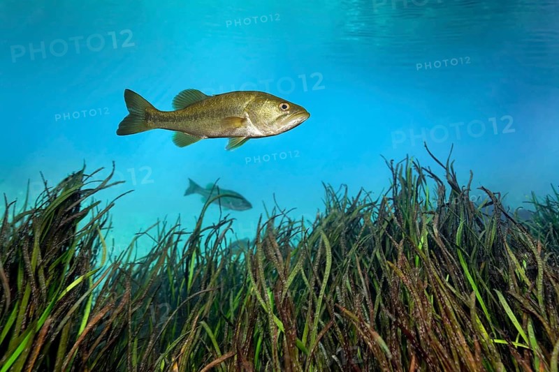 Largemouth Bass (Micropterus salmoides)