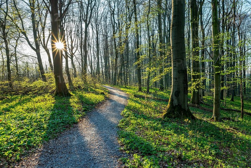 Hiking trail through Common beeches forest (Fagus sylvatica) in spring