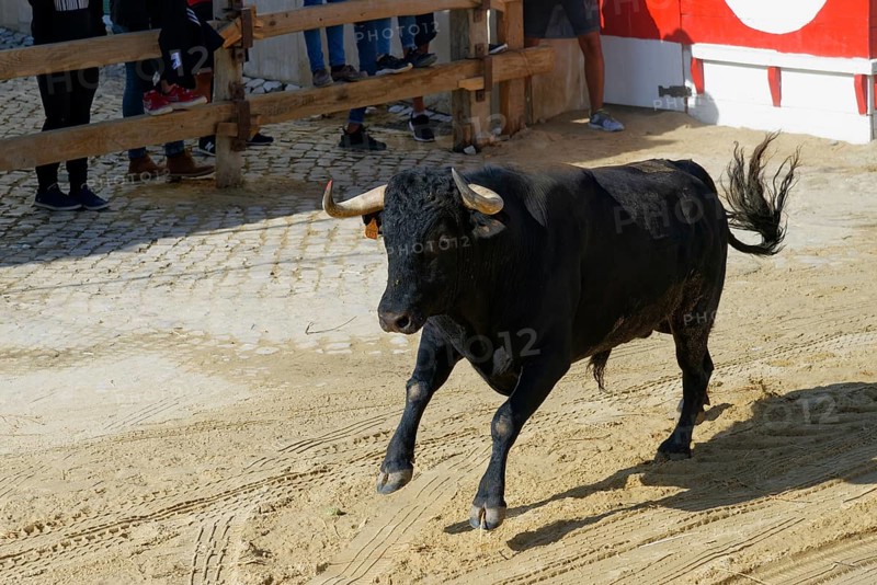 Street corrida during the Festas do Barrete Verde e das Salinas