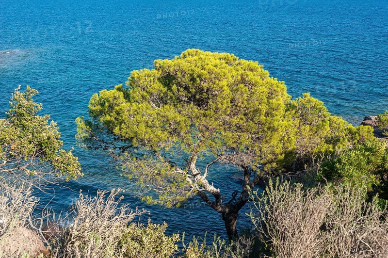 Pine tree on the rocky coast