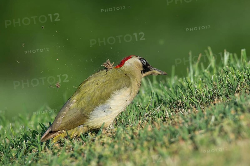 European green woodpecker (Picus viridis)