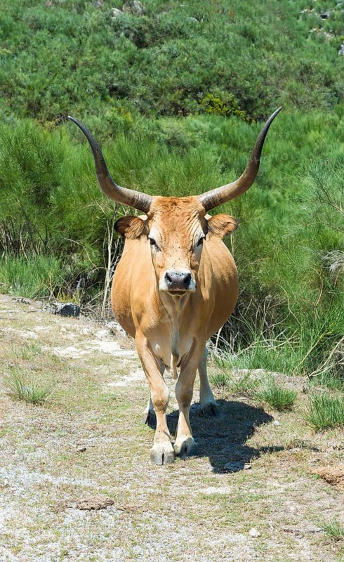 Cachena Cow